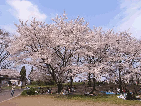 昭和記念公園のsakura