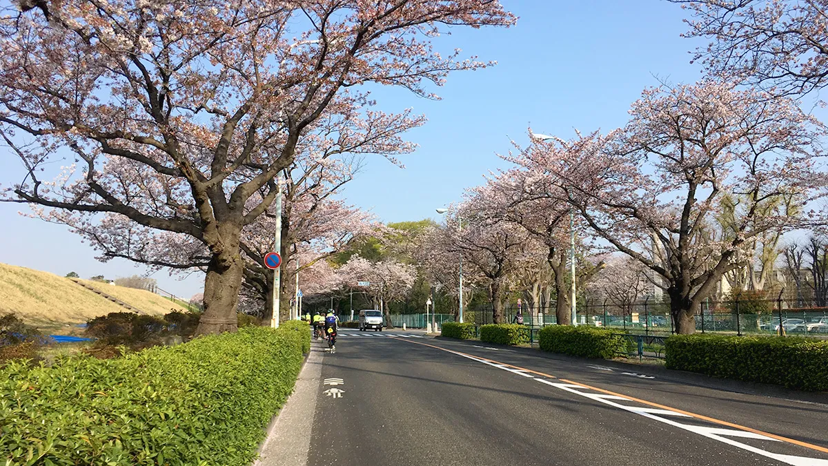 狛江のあたりの桜