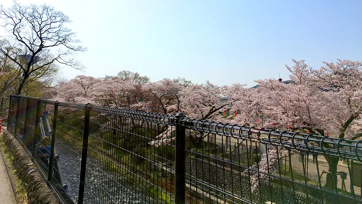 羽村堰の桜まつり