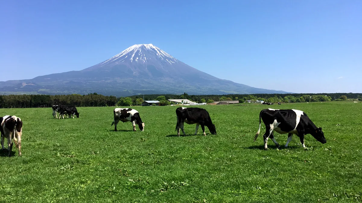 朝霧高原の牧場
