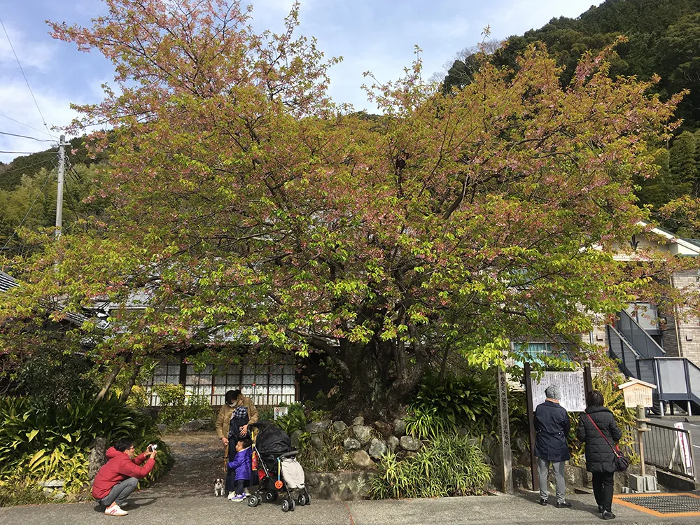 河津桜の原木