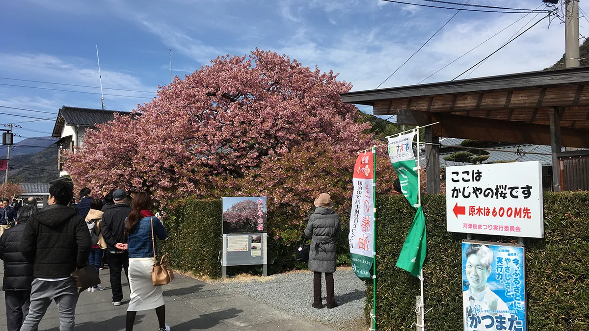 かじやの桜