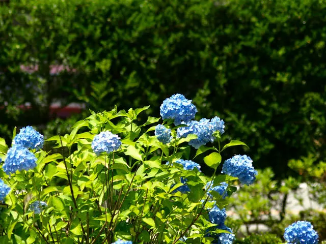 道の駅のあじさい